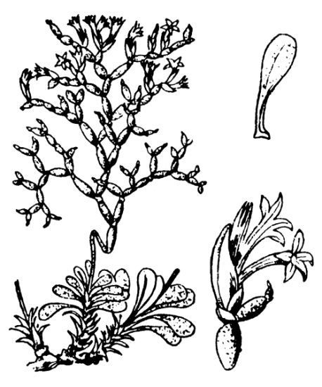 Limonium contortirameum